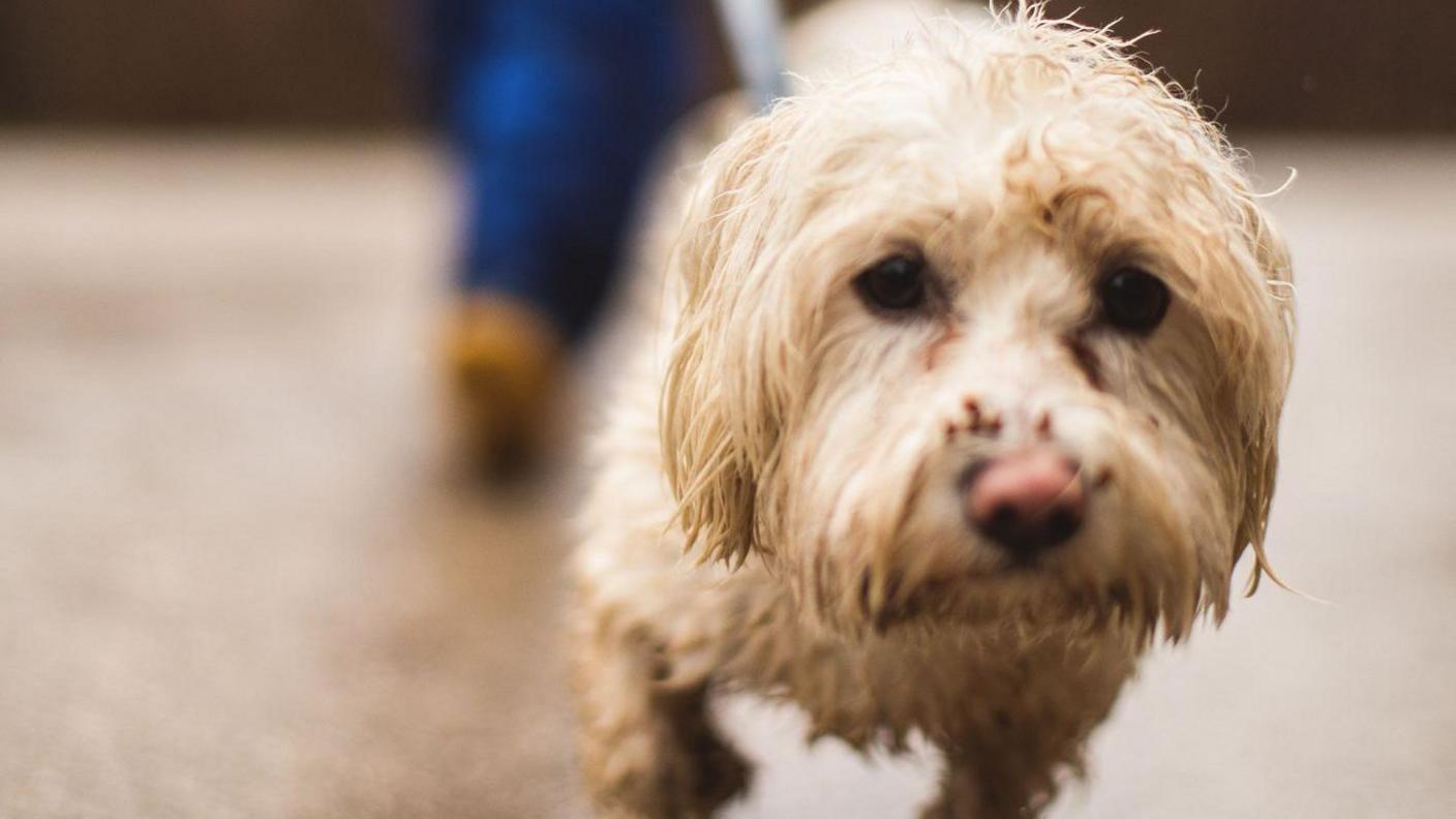 A close-up of a straggly-looking wet little dog out for a walk