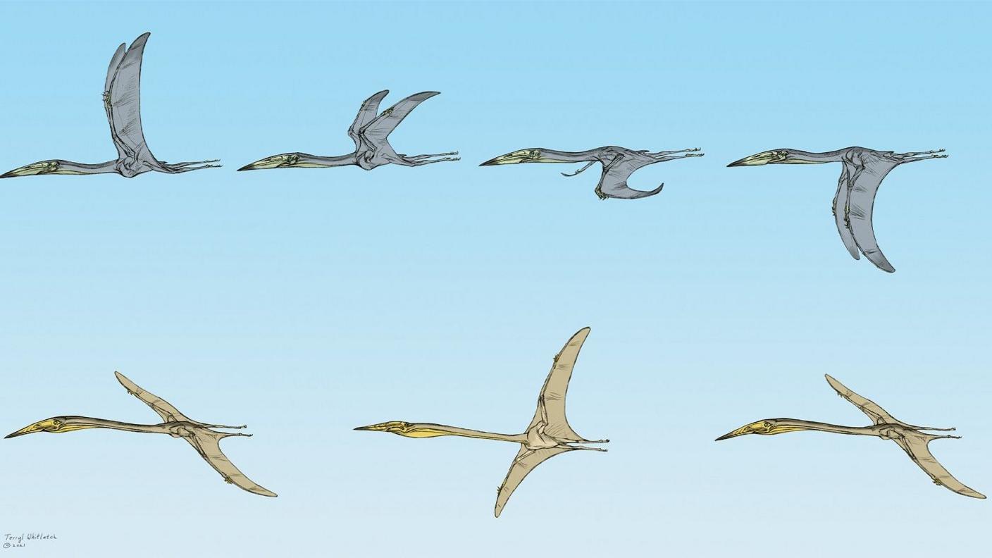 pterosaurs flying. 