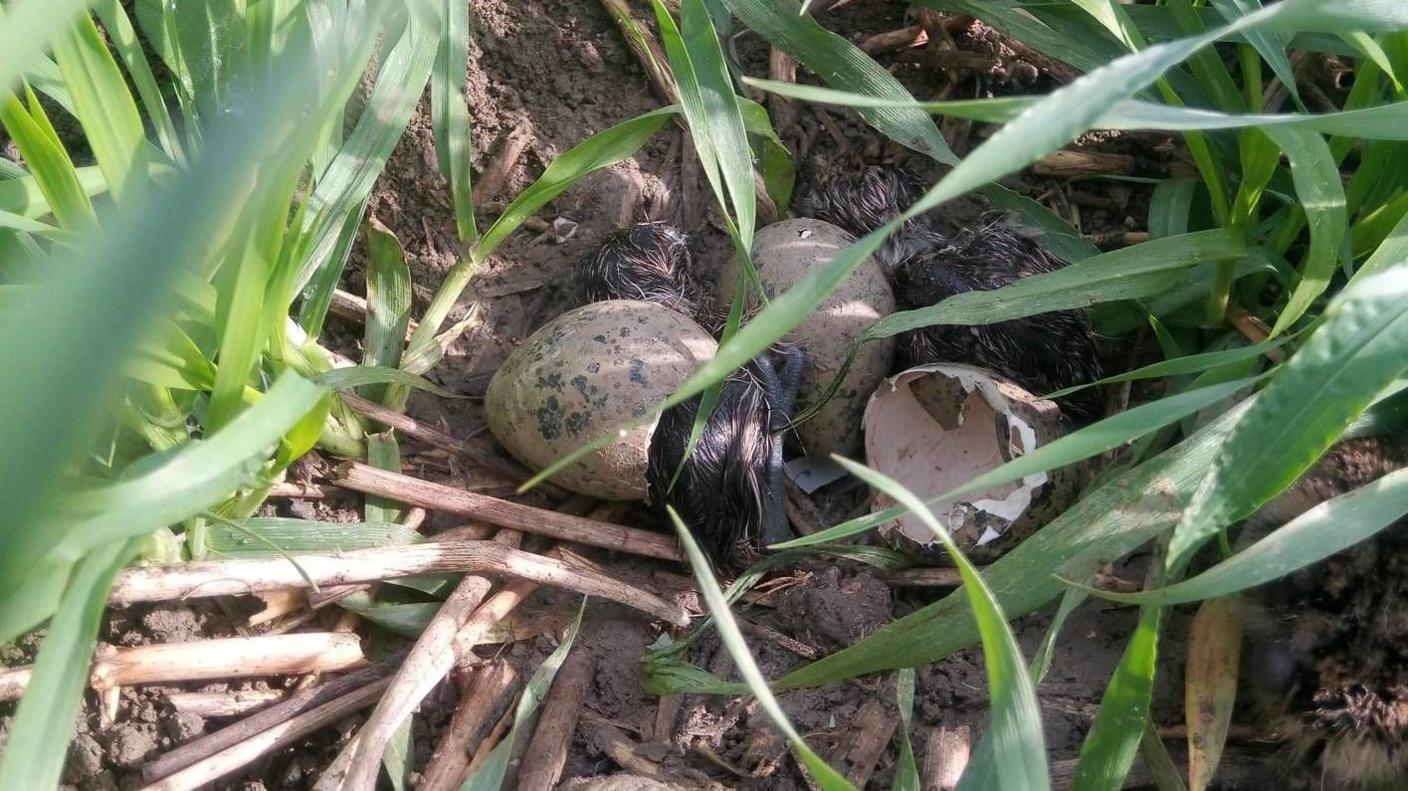 Lapwing chicks hatching successfully from three eggs, which are on the ground. The chicks' legs and brown feathers can be made out between blades of grass. 

