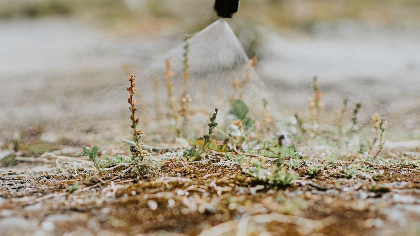 Close up of green weeds being sprayed with a liquid coming out from a black dispenser.