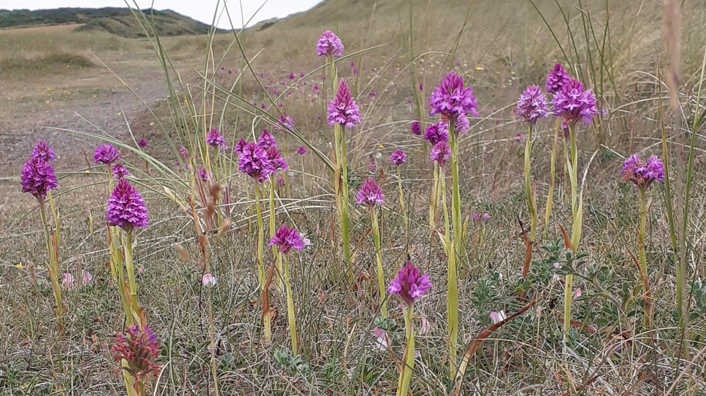 A group of bright purple orchids sprout out from the grasses.