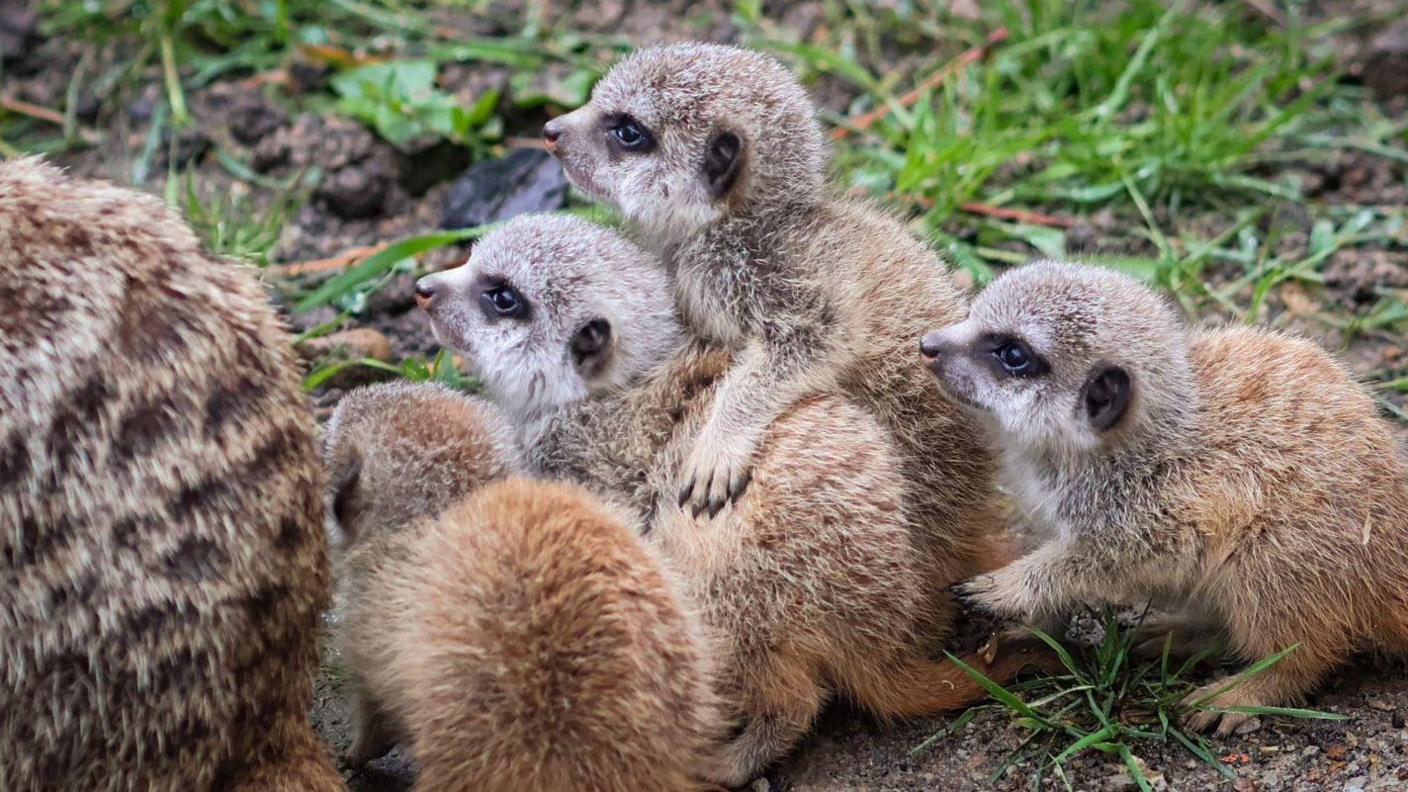 The four new meerkat pups, huddling up to each other. 