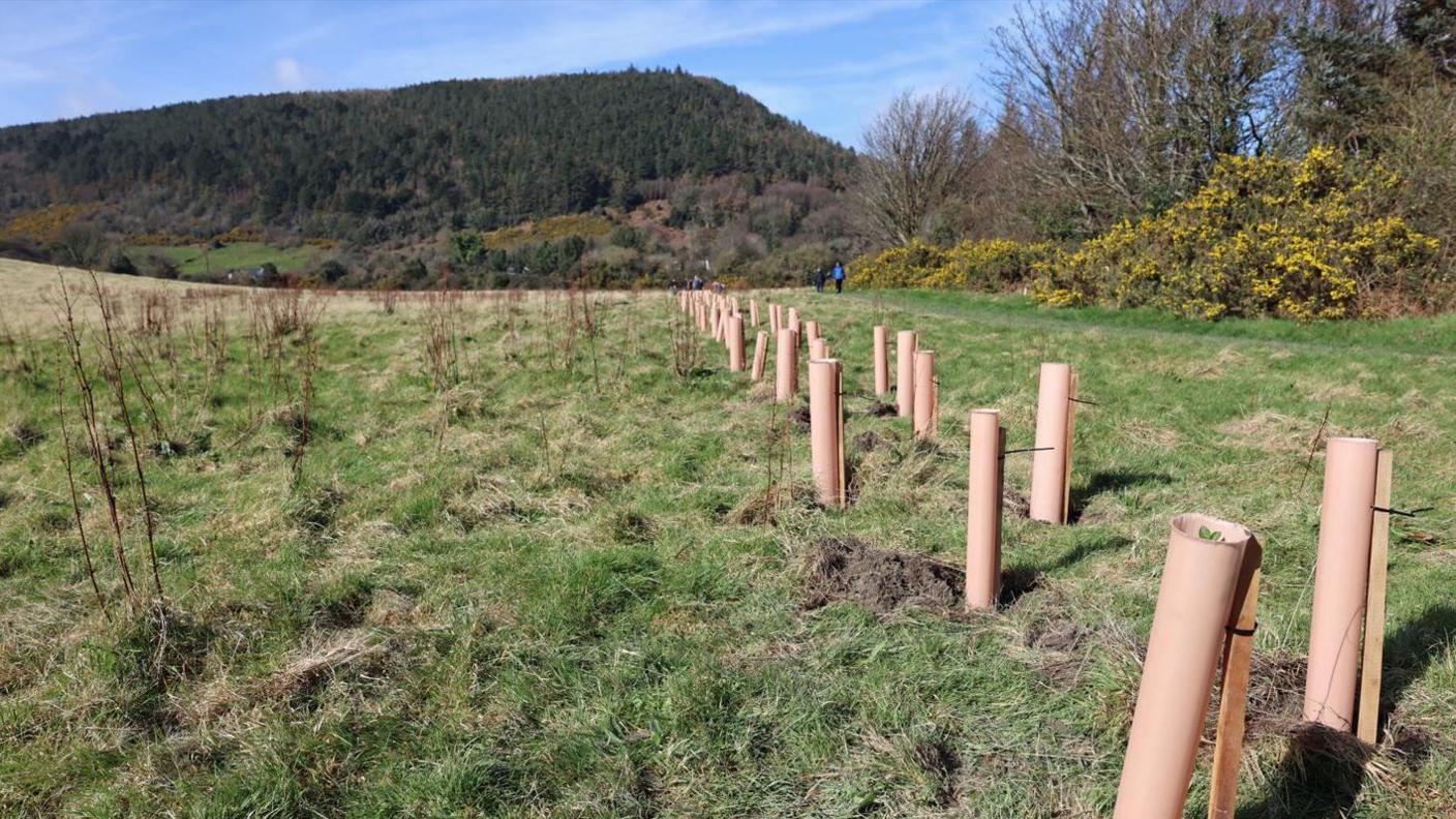 Trees planted in a field