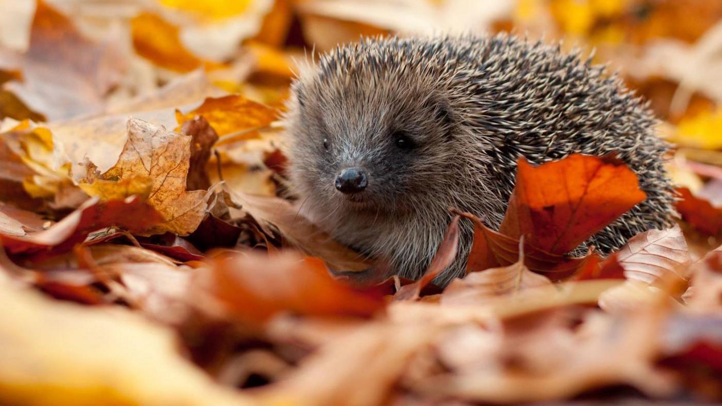 A little hedgehog faces the camera, its body to the right, surrounded by brown dry leaves.