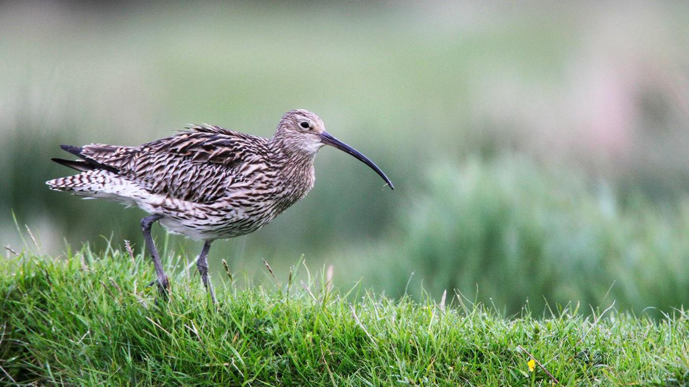 A curlew