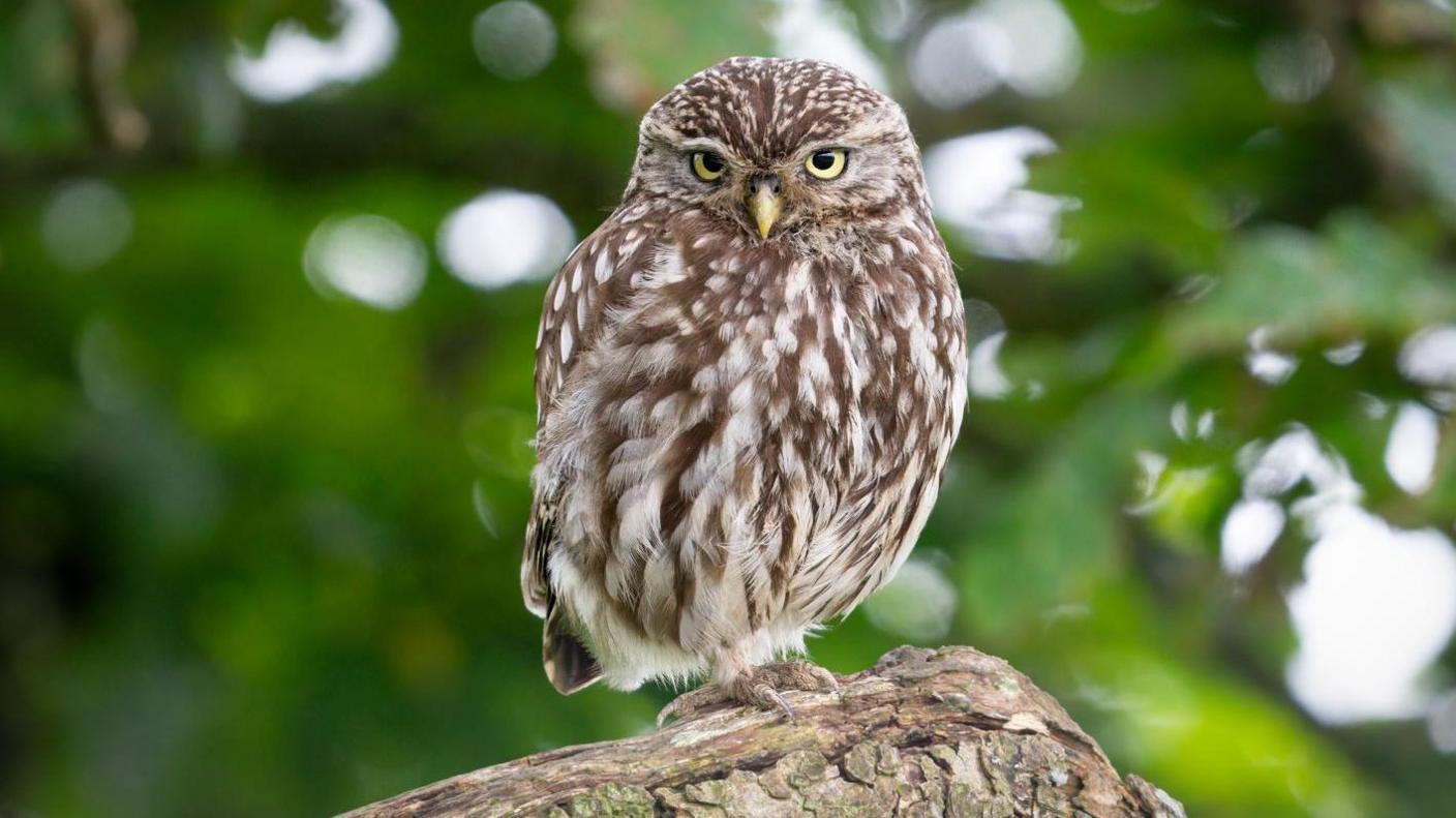 A small brown and white owl with yellow eyes sits on a branch