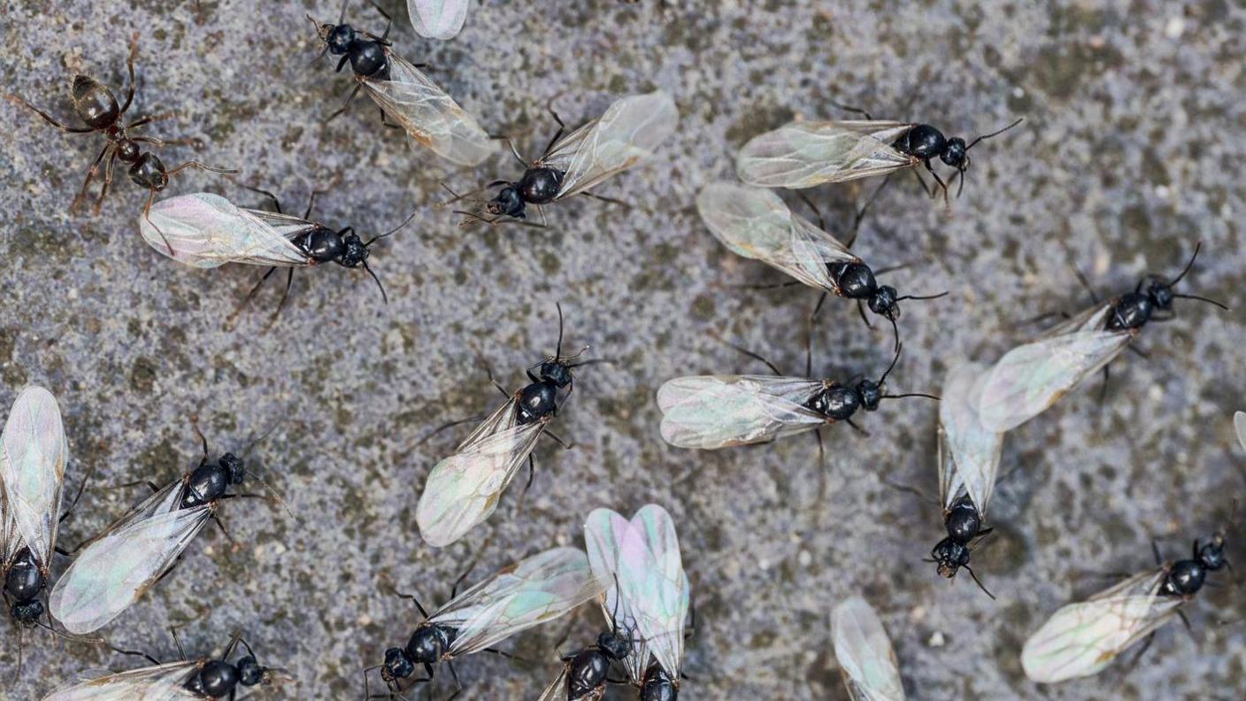 A close-up of several winged ants walking on a pavement.