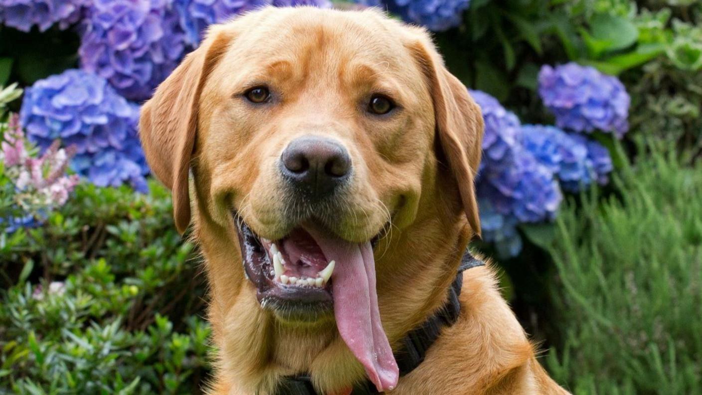 Red fox Labrador retriever guide dog Ian, with his tongue hanging out. There are purple flowers in the background of what looks like a garden.