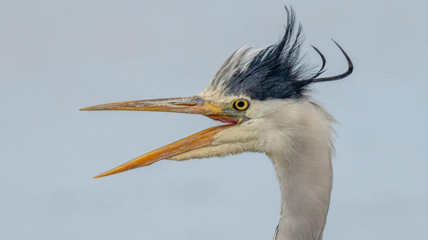 A close up of a heron with its beak open, it has a long white neck and yellow beak with a tuft of grey hair sticking up on top of its head.