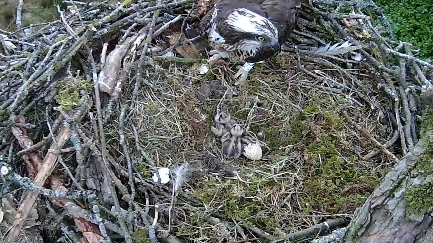 Osprey nest