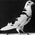 Black and white photograph of a pigeon