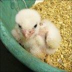 Peregrine chick