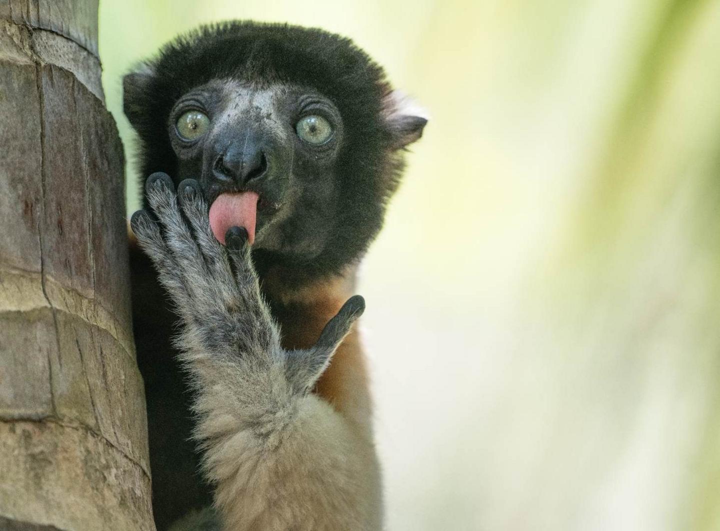 A lemur in Madagascar stares into the distant, it has its tongue stuck out and is licking its finger