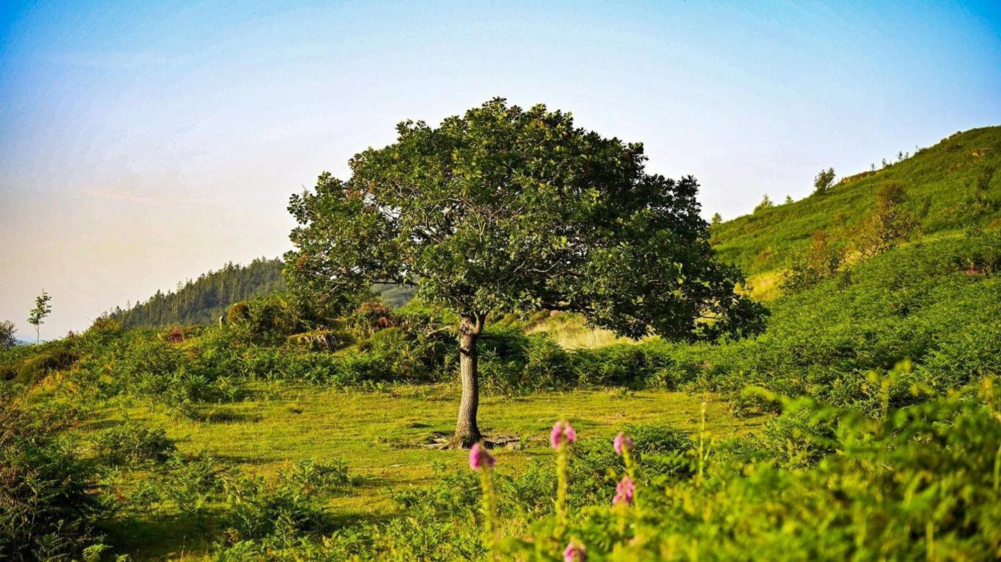 A tree with dark green leaves and a small trunk growing surrounded by grass, plants and in the background, there is a forest.