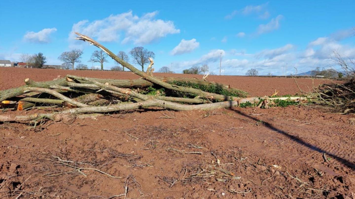 Illegal felling in Ludlow