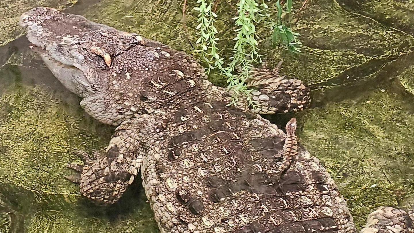 The tiny crocodile hatchling can be seen resting on the back of one of its parents in the water