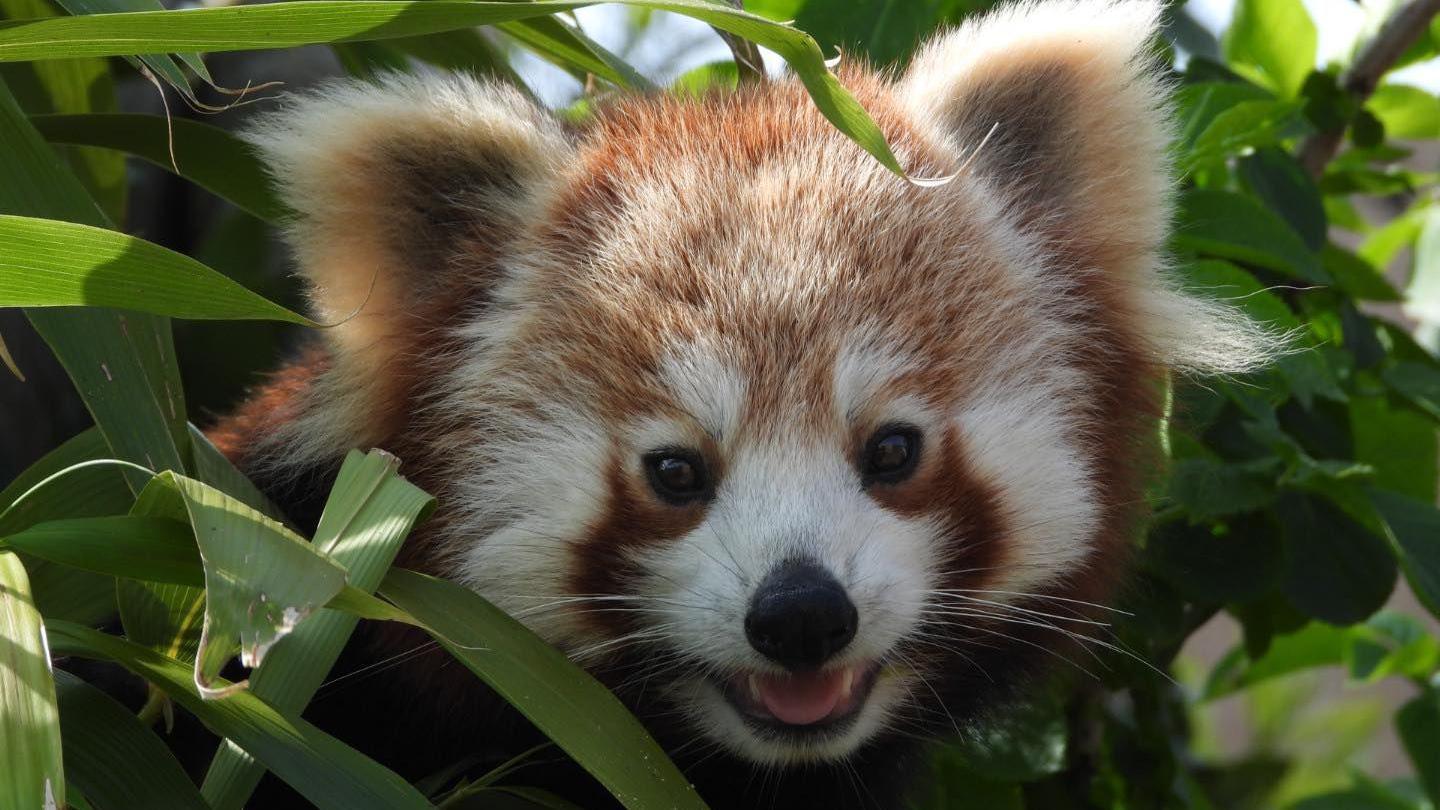 RED PANDA