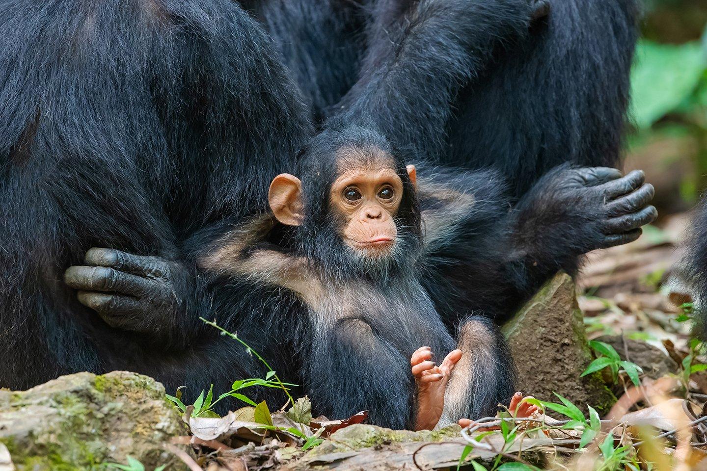 baby-chimpanzee.