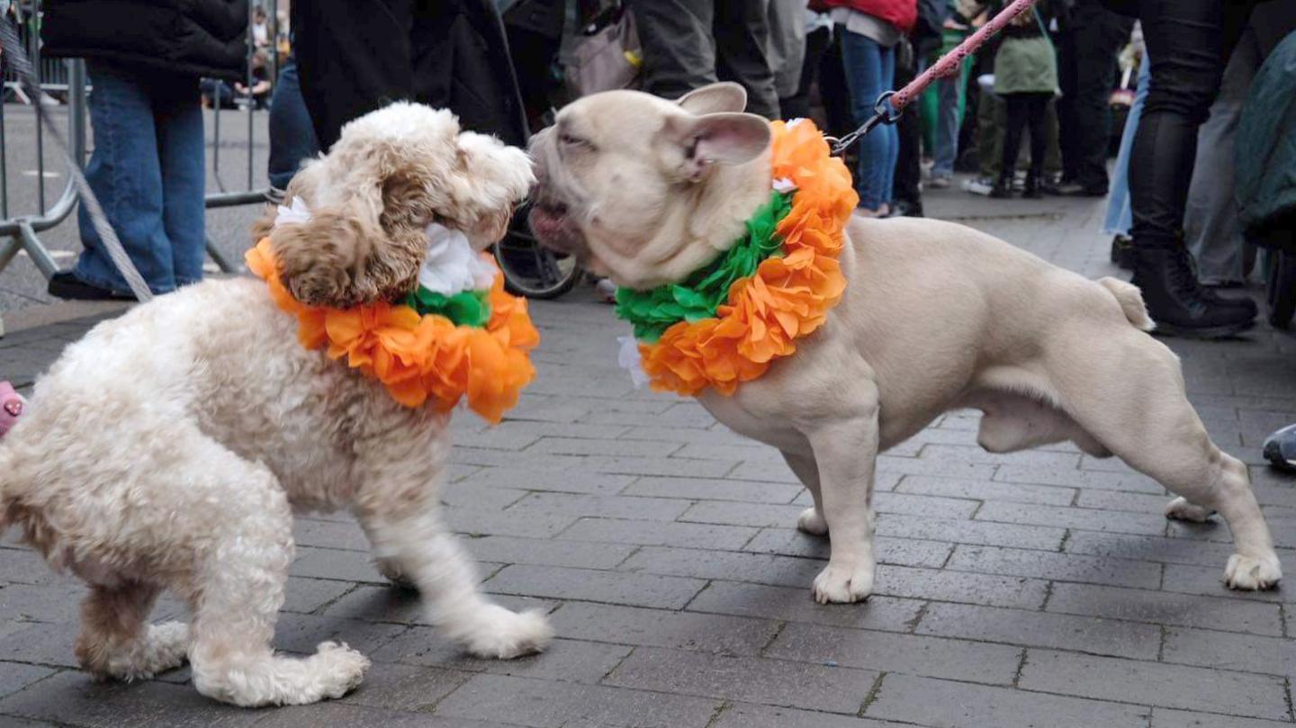 Dogs at the parade