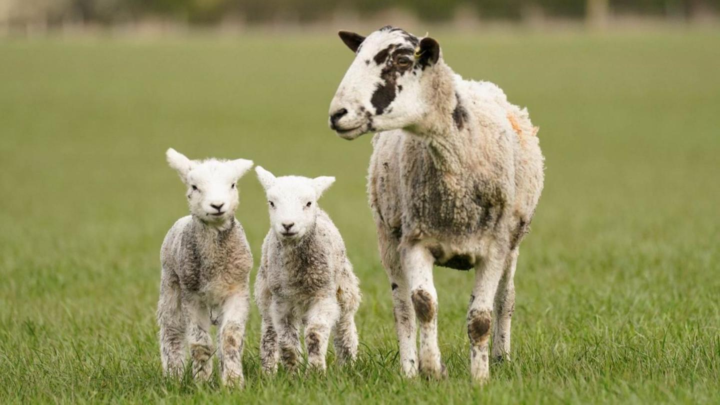 A close-up of a white sheep with some black spots on its head and two white lambs standing in a field of green grass.