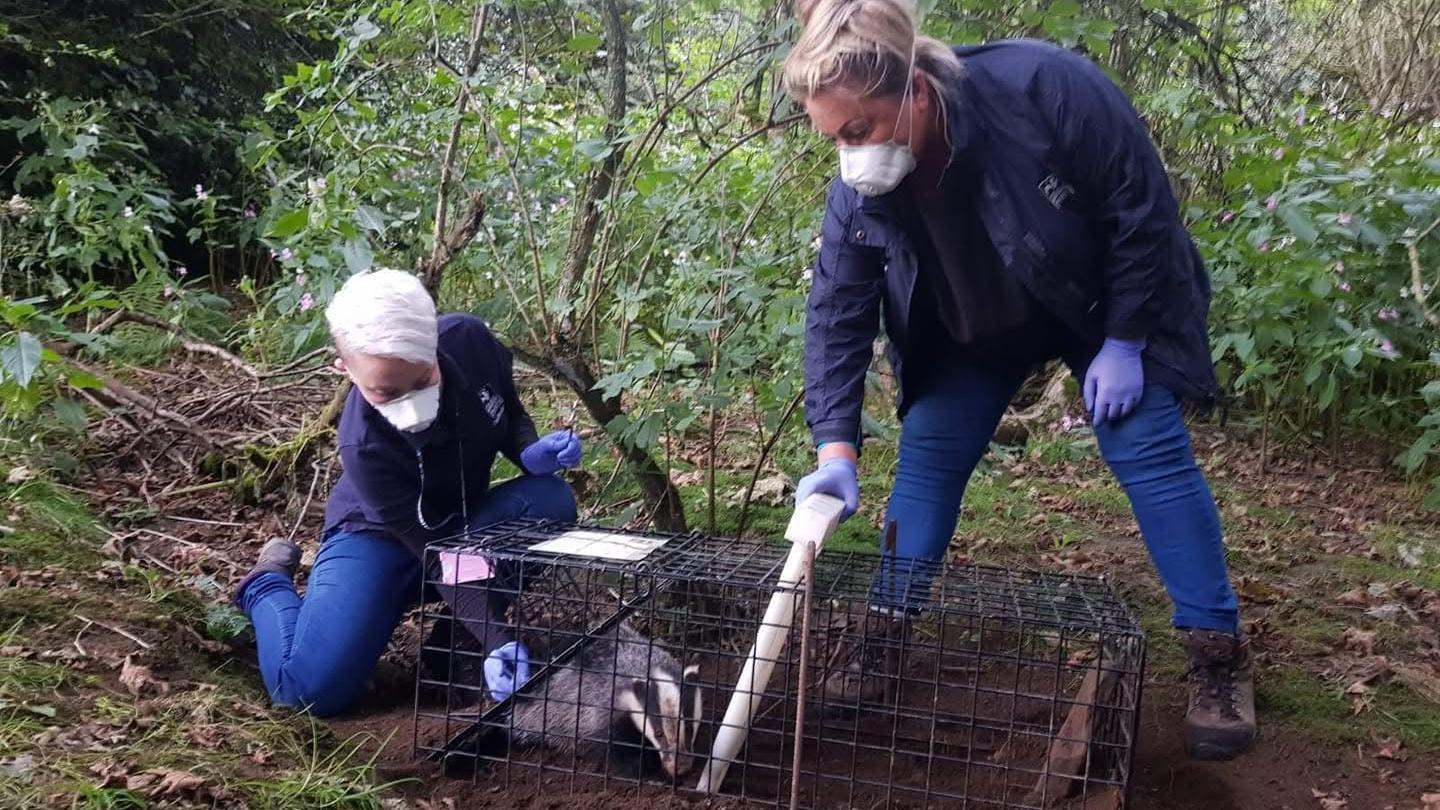 Debbie Bailey with a volunteer vaccinating a badger in a trap