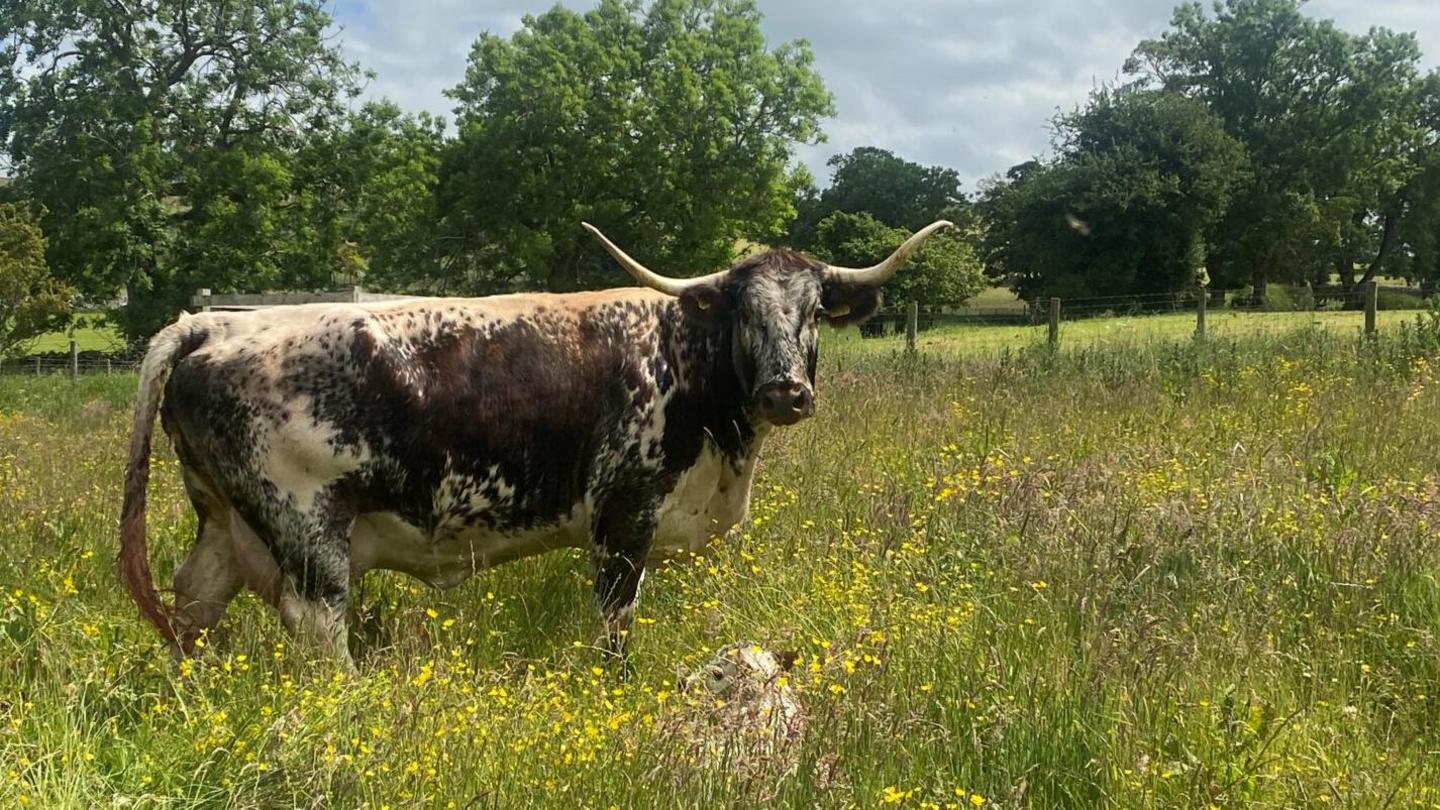 Longhorn cattle at Lowther