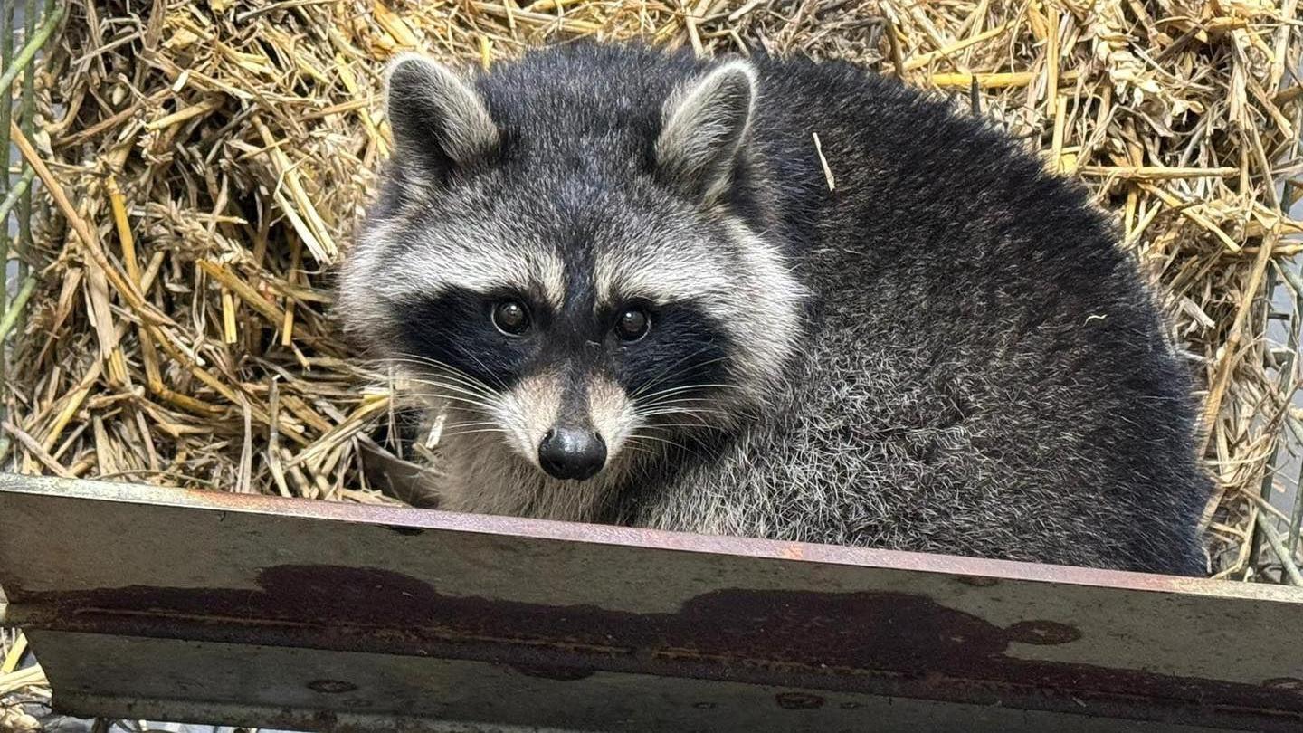 A raccoon peering over its shoulder at the camera while it is in a box of straw