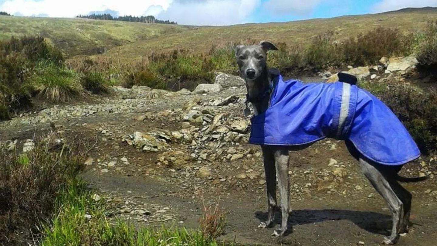 Betsy the Whippet in a blue coat walking in the countryside