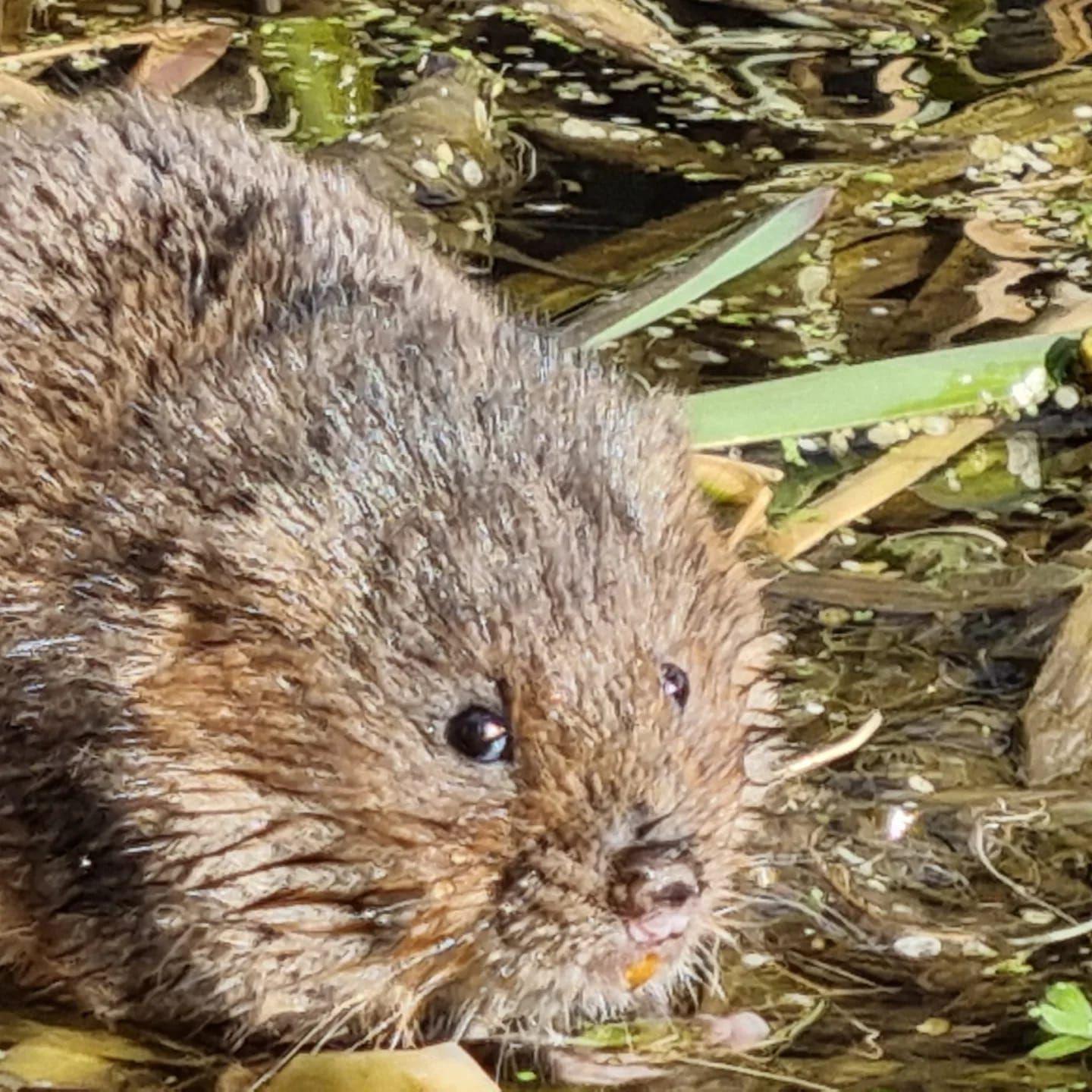 A water vole with brown fur, small black eyes and a brown snout pictured in undergrowth at the edge of a river.