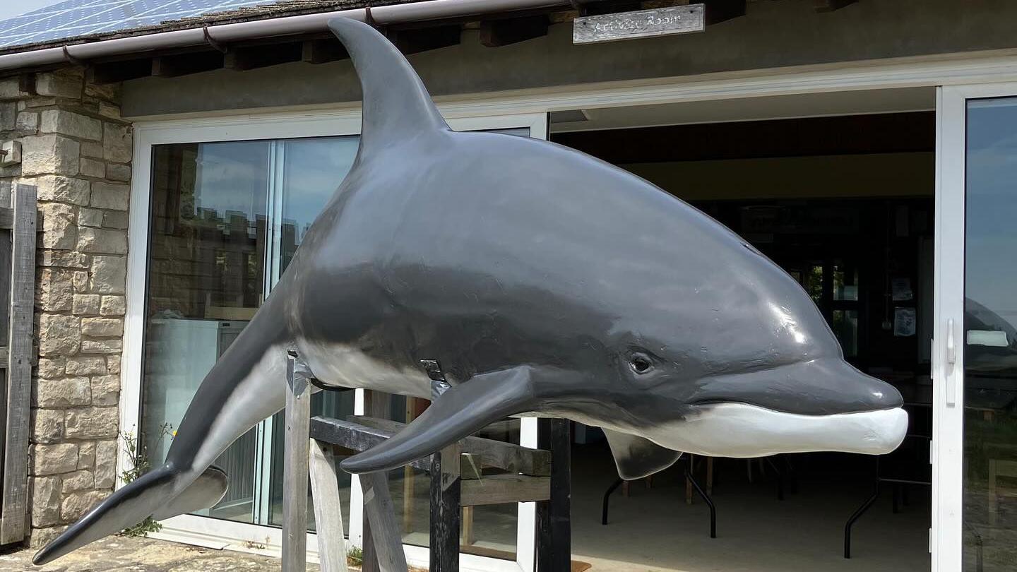 The restored dolphin sculpture on a stand in the open air. It's a life-sized grey and white bottlenose dolphin. Behind the sculpture is a single-storey building with a large set of patio doors.