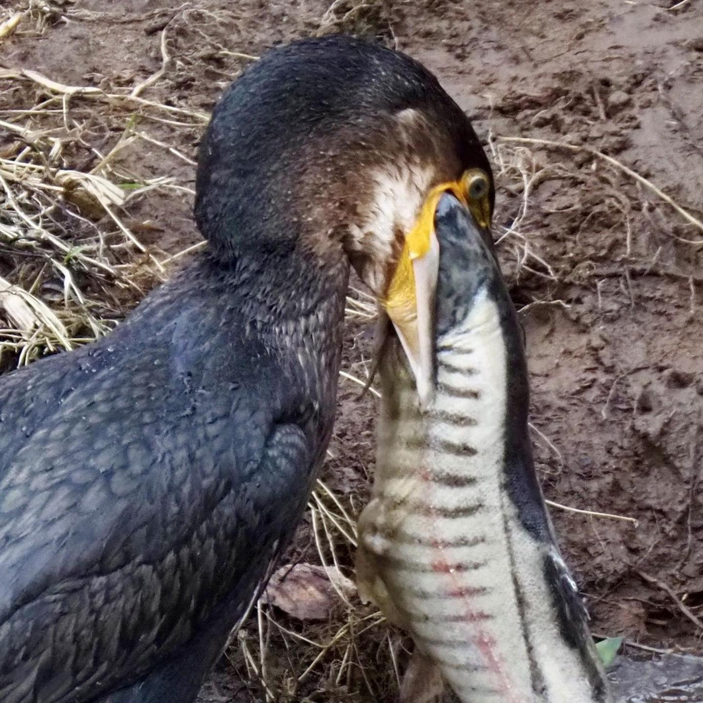 Cormorant on the River Almond in Perth