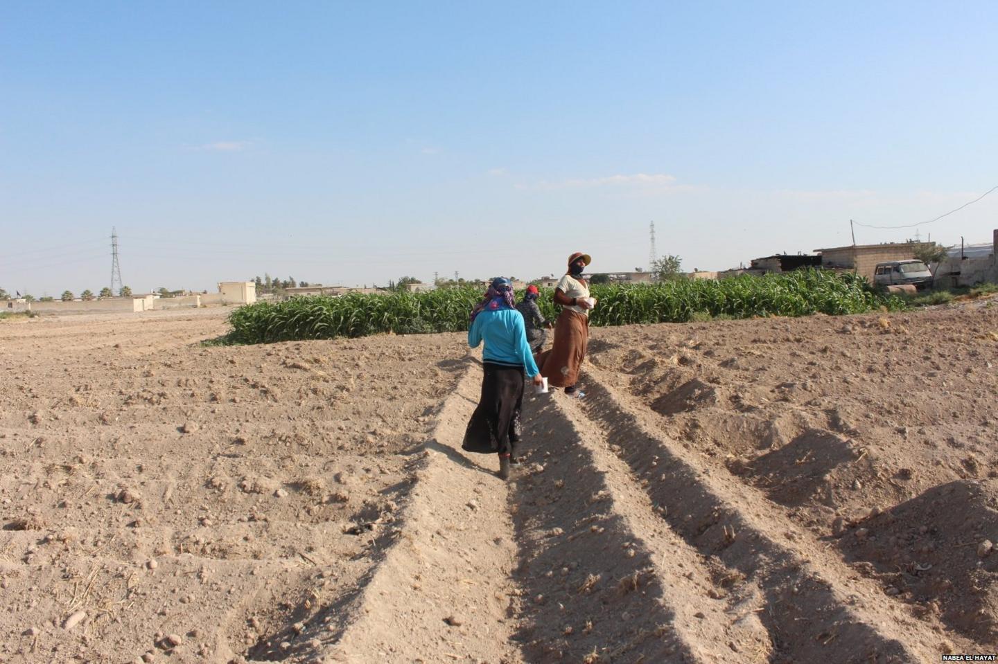 Farming project in Eastern Ghouta