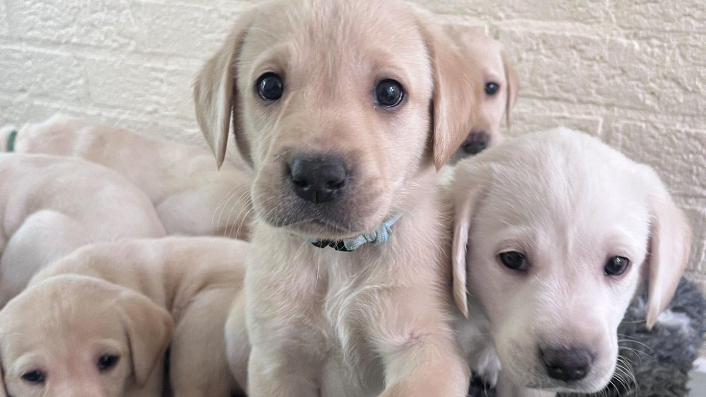 A labrador puppy looks at the camera, with five others visible in the photo including one with its head right alongside the central puppy. They are a very pale brown, almost white.