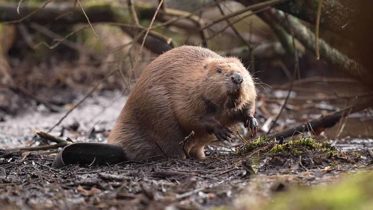 A beaver standing on a muddy water's edge