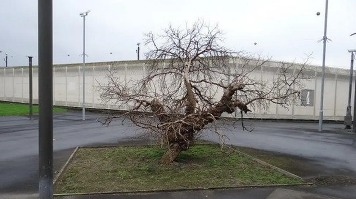 A leafless small tree with wild branches on a patch of grass close to a large concrete wall