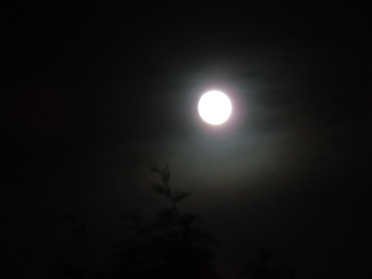 A bright moon in the darkened sky with the top of a tree just visible below it.