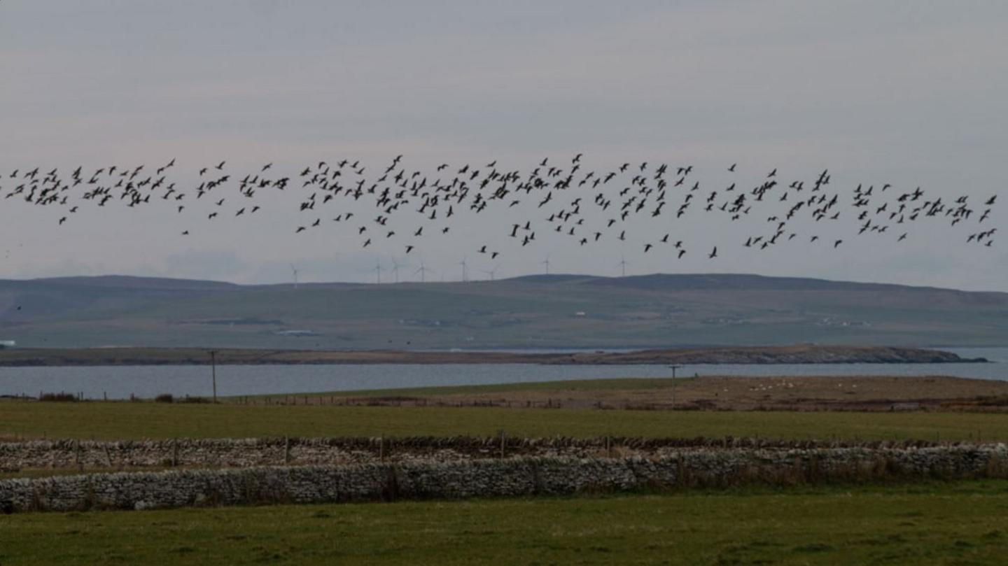 A few hundred geese fly across fields, hills and a body of water