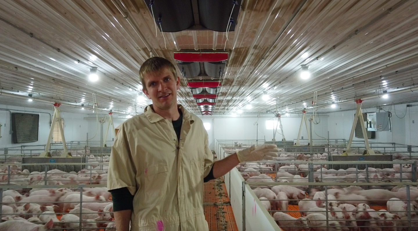 Farmer Mike Boerboom and his pigs