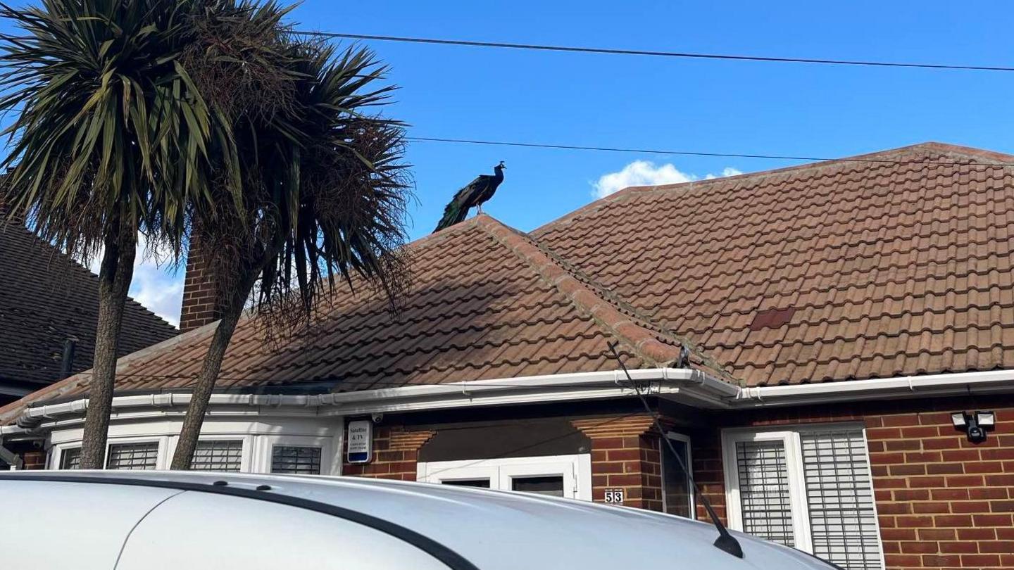 Sartaj the peacock on a roof in Gravesend