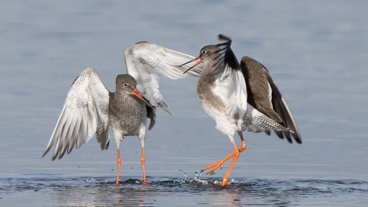 redshanks