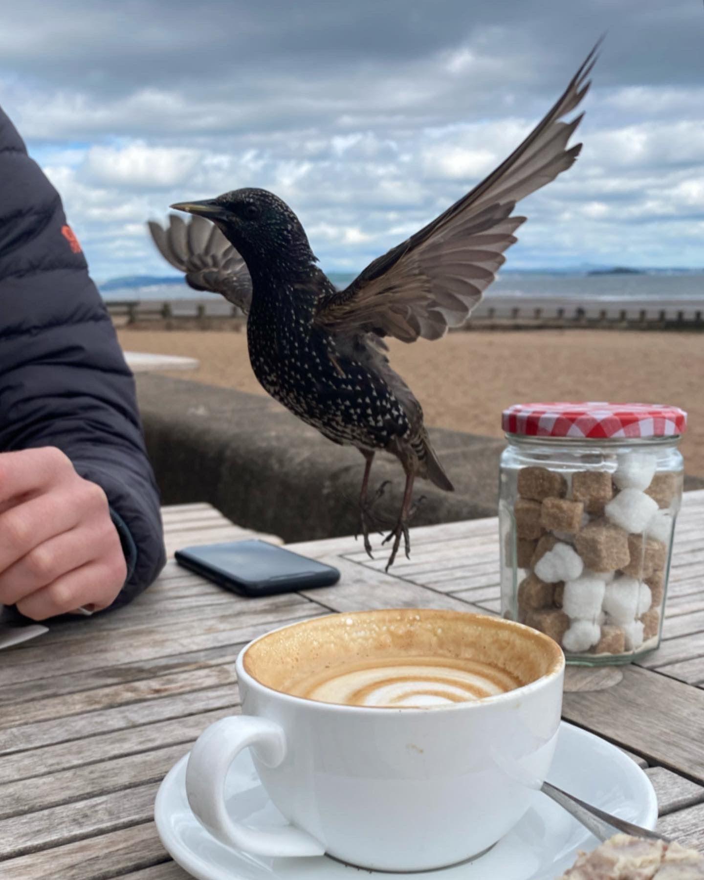 Starling at the Beach House Cafe in Portobello