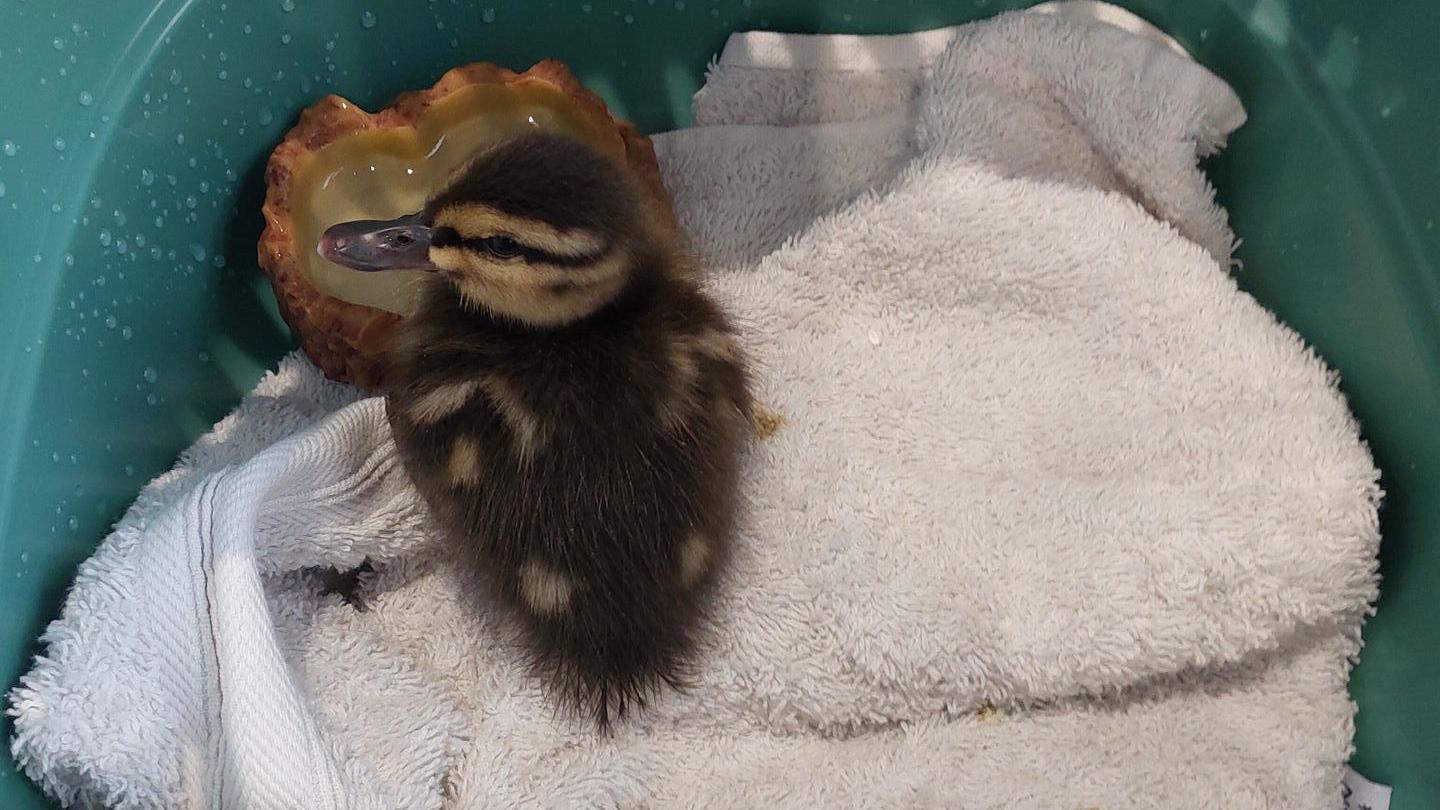 A duckling sits in a green plastic bowl, with a white towel and a small bowl of water.