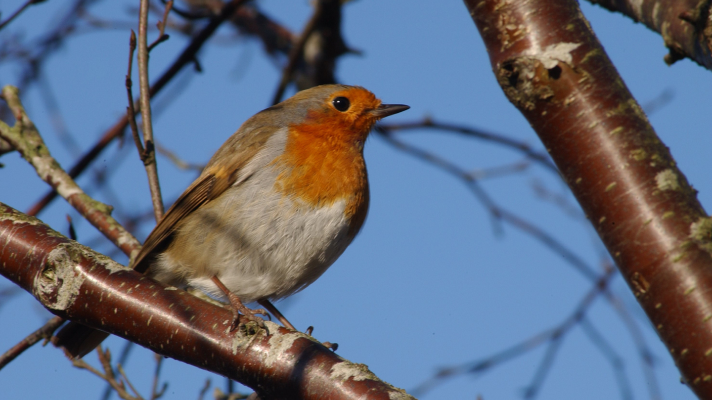 A close-up of a robin perched on a bare winter branch in a tree with a clear blue sky behind