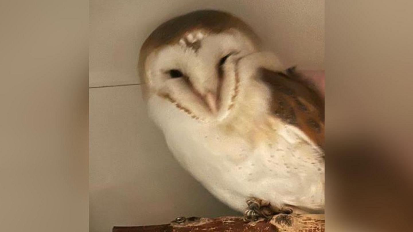 A white and brown barn owl perching on a log inside a white room. It's feathers look dirty and it's black eyes are squinted shut. It doesn't appear to be in full health 