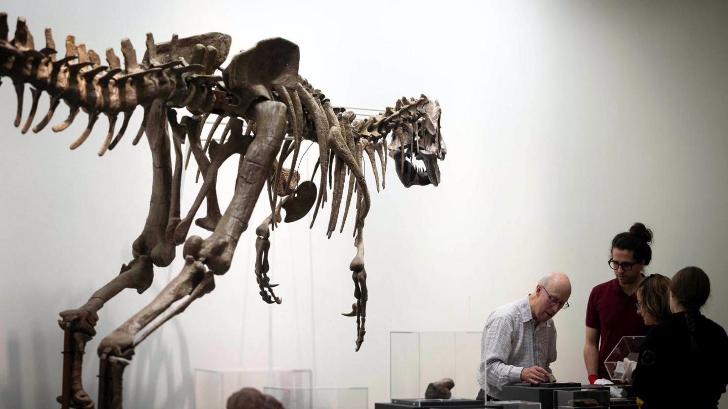 a dinosaur skeleton created from a cast towers over a group of people who are examining two dinosaur bone fossils. The fossils they are examining are small and displayed on plinths