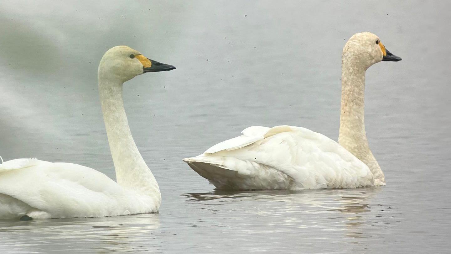 Two Bewick's swans on a grey day sat on water facing the right