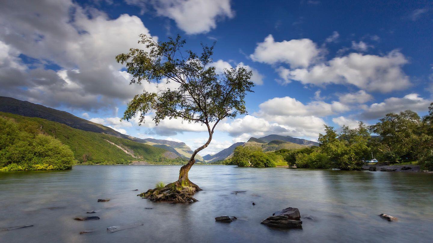 Lonely Tree in Llanberis