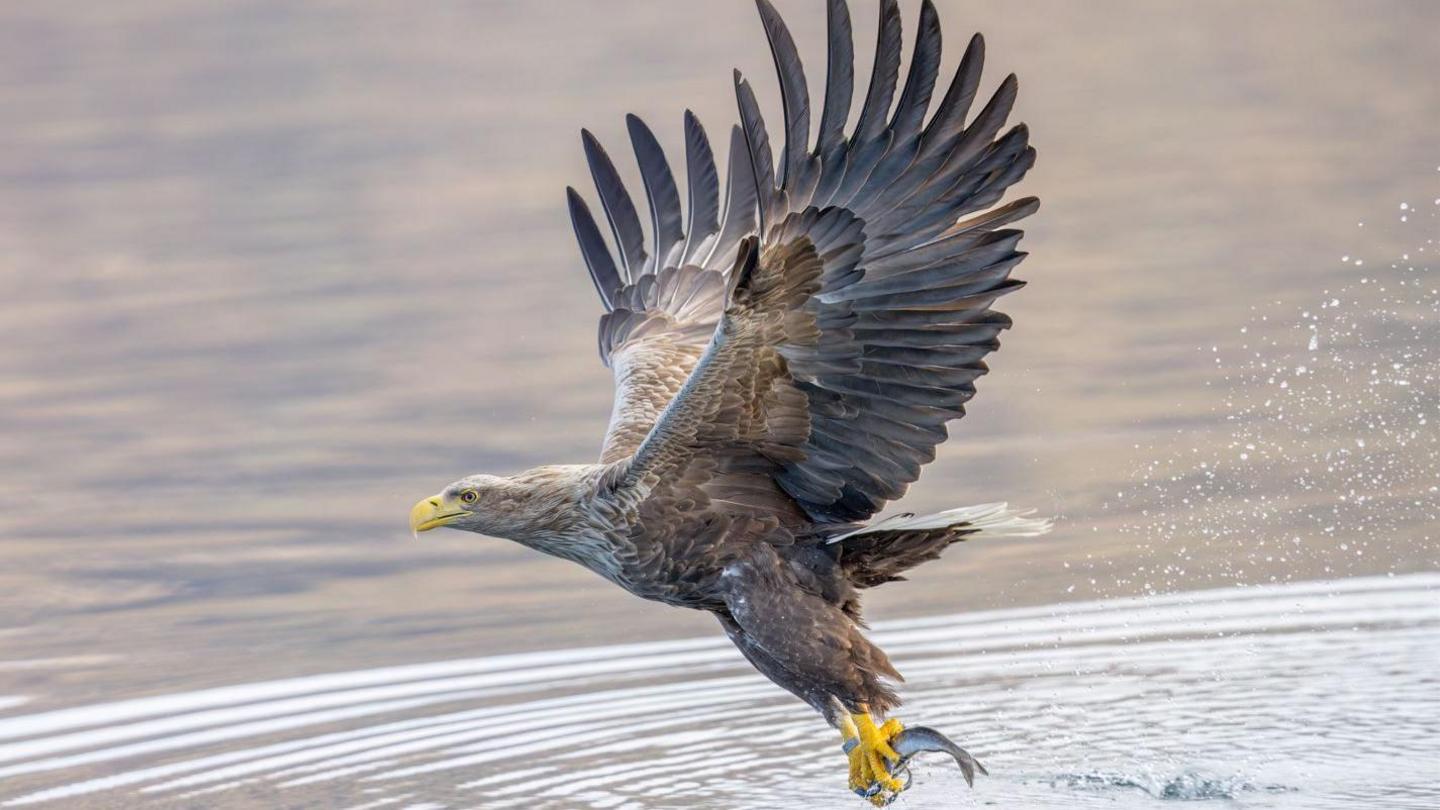 An eagle with brown feathers and yellow talons and beak plucks a small grey fish from the water