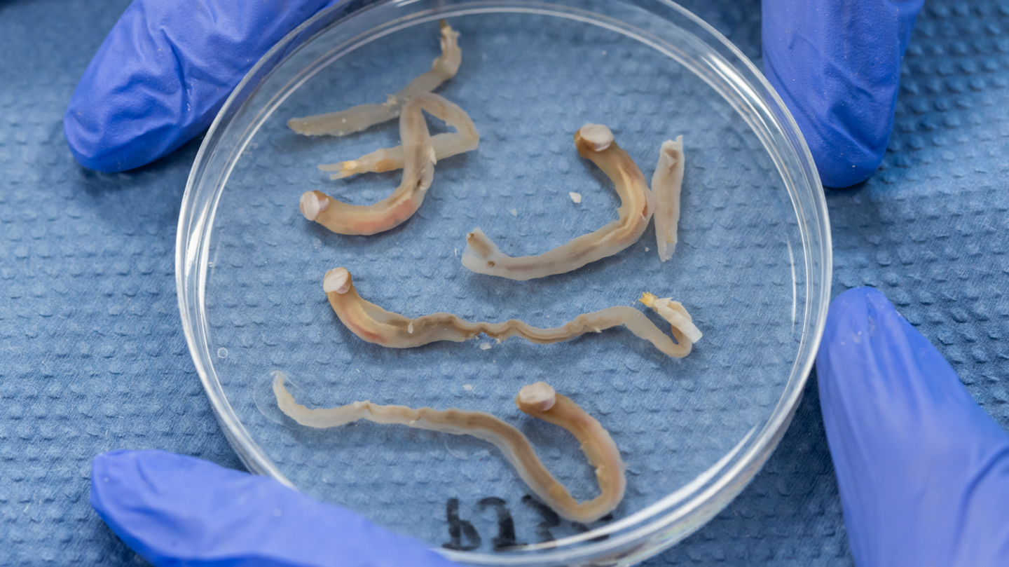 Shipworms in a petri dish