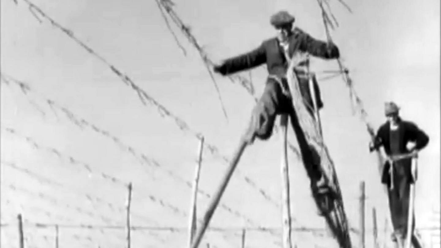 A hop farmer on stilts walking between lines high above the ground.